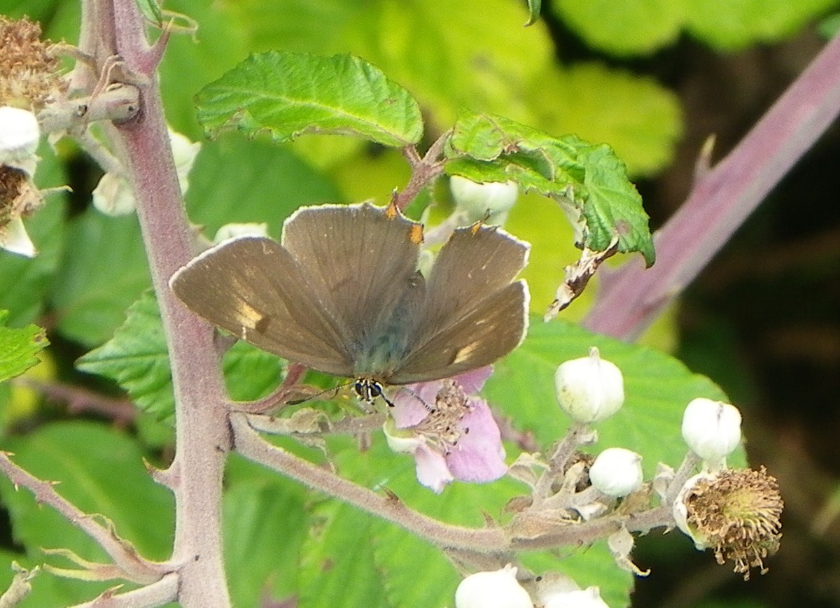 Male brown hairstreak 2